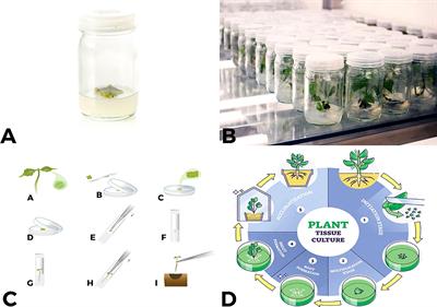 Plants in vitro propagation with its applications in food, pharmaceuticals and cosmetic industries; current scenario and future approaches